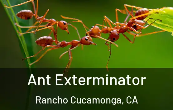  Ant Exterminator Rancho Cucamonga, CA
