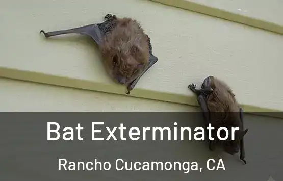  Bat Exterminator Rancho Cucamonga, CA
