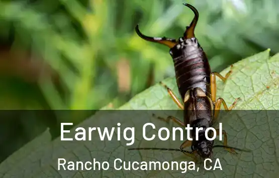 Earwig Control Rancho Cucamonga, CA