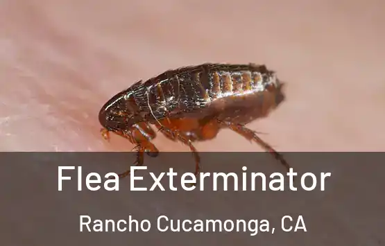  Flea Exterminator Rancho Cucamonga, CA