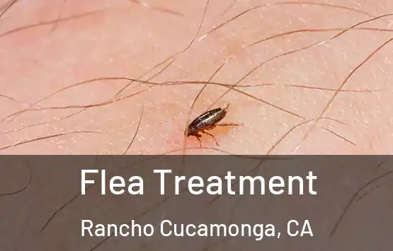  Flea Treatment Rancho Cucamonga, CA