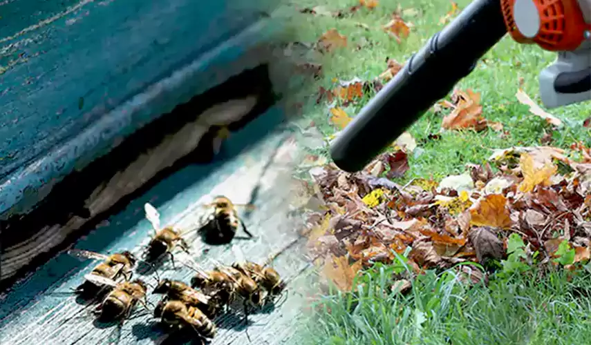 Wasps Pest Control Rancho Cucamonga, CA
