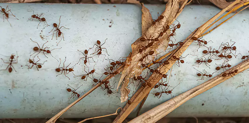 Fire Ant Extermination in Yards, Parks, and Outdoor Spaces Rancho Cucamonga, CA