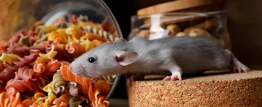 Rodent Extermination for Families with Children & Pets Rancho Cucamonga, CA