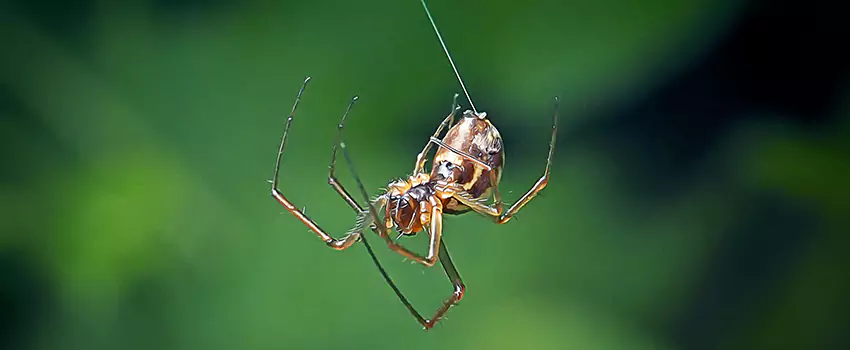 Spider and Mosquito Control Solutions Rancho Cucamonga, CA