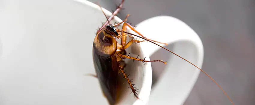 cockroach-treatment in Rancho Cucamonga, CA