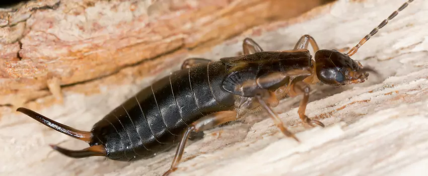 earwig-control in Rancho Cucamonga, CA