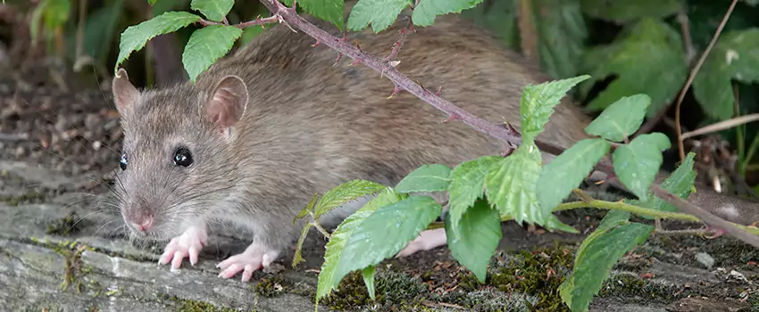 mice-control in Rancho Cucamonga, CA