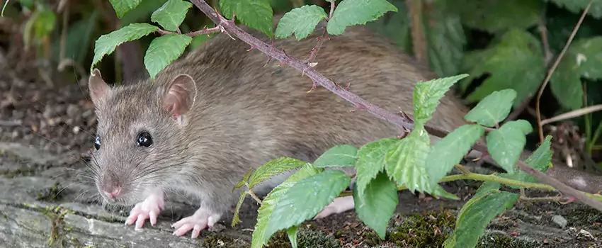 mouse-control in Rancho Cucamonga, CA