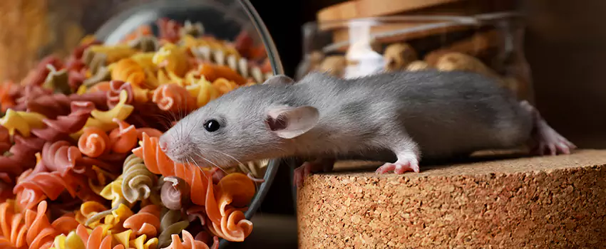 mouse-exterminator in Rancho Cucamonga, CA