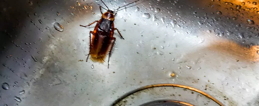 roach-control in Rancho Cucamonga, CA