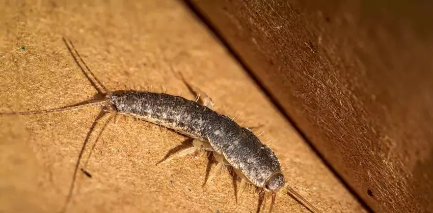 silverfish-control in Rancho Cucamonga, CA