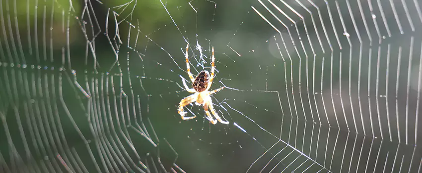 spider-pest-control in Rancho Cucamonga, CA