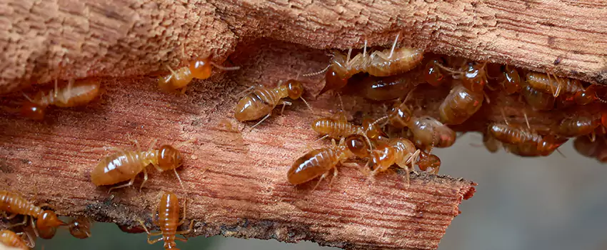 termite-treatment in Rancho Cucamonga, CA