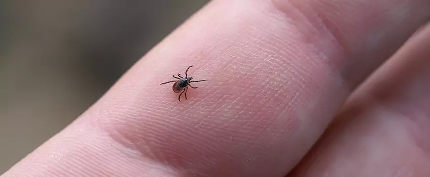 tick-control in Rancho Cucamonga, CA