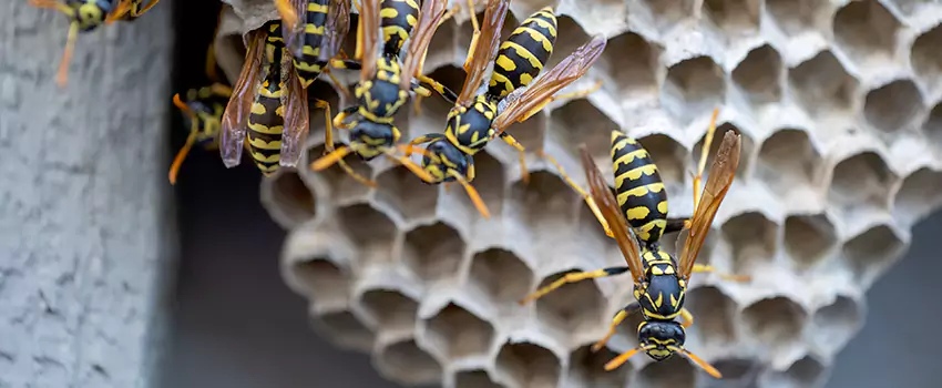 wasp-pest-control in Rancho Cucamonga, CA