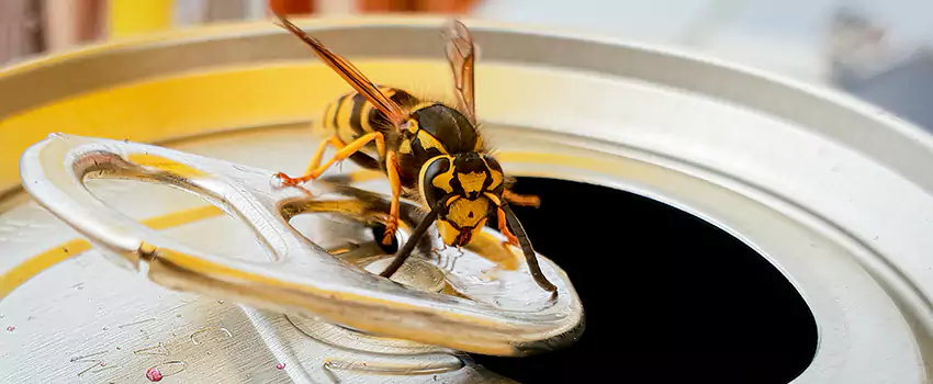yellow-jacket-exterminator in Rancho Cucamonga, CA