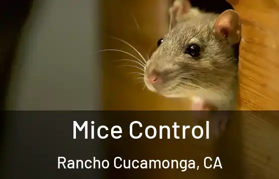  Mice Control Rancho Cucamonga, CA