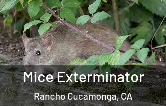  Mice Exterminator Rancho Cucamonga, CA