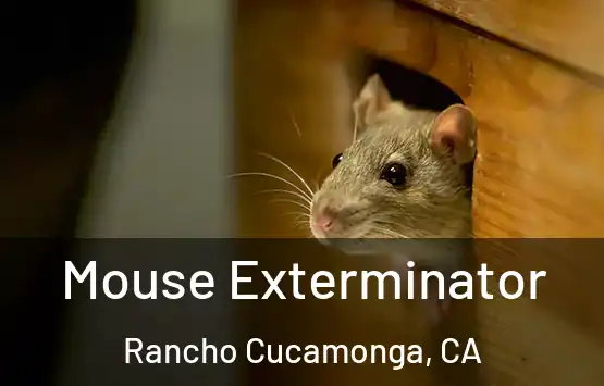  Mouse Exterminator Rancho Cucamonga, CA