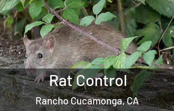  Rat Control Rancho Cucamonga, CA