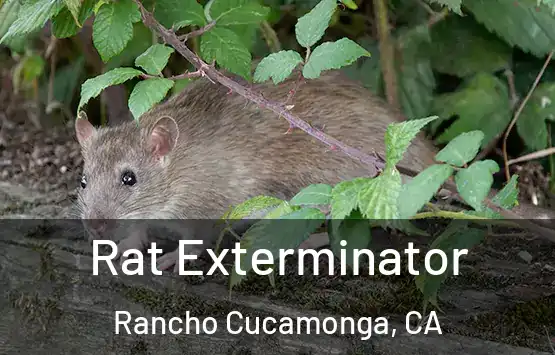  Rat Exterminator Rancho Cucamonga, CA
