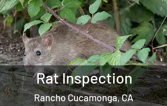  Rat Inspection Rancho Cucamonga, CA