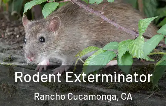  Rodent Exterminator Rancho Cucamonga, CA