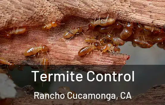  Termite Control Rancho Cucamonga, CA