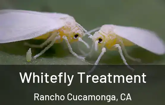  Whitefly Treatment Rancho Cucamonga, CA